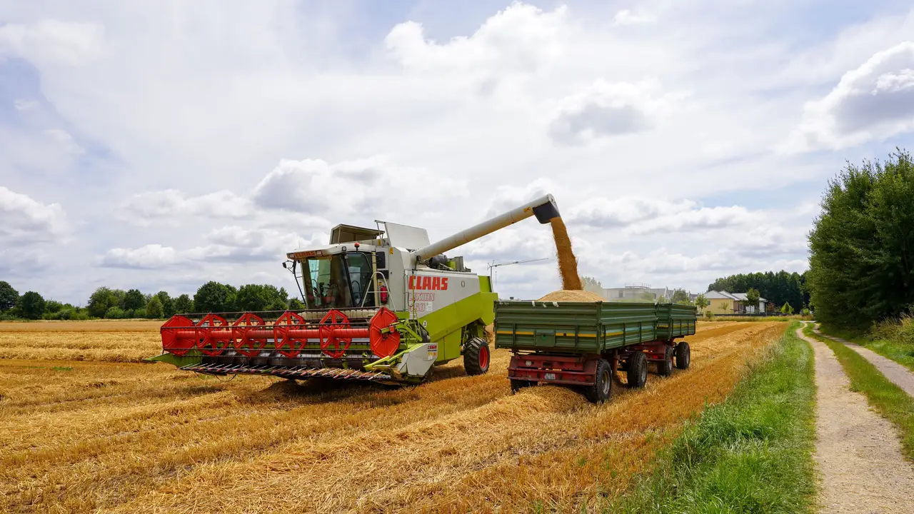Combine harvester unloading grain during field work
